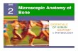 Unit 2 Microscopic Anatomy of - MR. CRAMERmrcramersrhs.weebly.com/uploads/3/9/1/4/39145505/... · Unit 2 Microscopic Anatomy of Bone. Bones of the Human Body The adult skeleton has