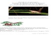 Panduan Lapangan Amfibi & Reptil di Areal Mawas Propinsi ...xa.yimg.com/kq/groups/20809606/538515305/name/Final_2.pdf · Kamus singkat ... Kolam atau genangan di hutan merupakan tempat