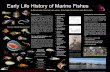 Early Life History of Marine Fishesweb.vims.edu/adv/657/larval fish_course_poster_2013.pdf · Systematics • What is a Fish Larva? •rates, and dependence on ambient Ontogeny and