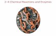2–4 Chemical Reactions and Enzymes - rdibler.netrdibler.net/Biology/Notes-1/Chapter 2/Bio 2-4 notes.pdf · 2–4 Chemical Reactions and Enzymes ... – iron and oxygen to form an