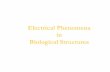 Electrical Phenomena in Biological Structures · PDF file27.12.2016 · Equilibrium Potential (E) for ions Intracellular fluid (Inside) Extracellular fluid (Outside) In organisms ions