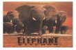 Africas Elephant Kingdom Teachers Guide… · Grades 4-8: Elephant Diary or ... as a comprehensive work on elephants. Whether you use these activities ... leader of the family is