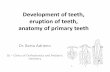 Development of teeth, eruption of teeth, anatomy of ...semmelweis.hu/gyermekfogaszat/files/2013/02/development-of-teeth.pdf · Development of teeth, eruption of teeth, anatomy of