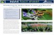 Gardening for Native Bees in Utah · PDF fileUtah is home to more than 20 percent of the 4,000+ named species of wild bees that are native to North America. Except for bumblebees and