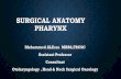 Surgical anatomy Pharynx - جامعة الملك سعودfac.ksu.edu.sa/sites/default/files/surgical_anatomy_pharynx.pdf · SURGICAL ANATOMY PHARYNX ... Advanced tumor stage . OROPHARYNX