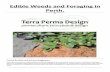 Edible Weeds and Foraging in Perth. - Terra Perma - Home Weeds and Foraging in ... group/weeds/ has an ex cellent list of weeds with ... house holds use glyphosphate and other chemicals