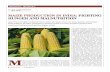 MAIZE PRODUCTION IN INDIA: FIGHTING HUNGER AND · PDF fileMAIZE PRODUCTION IN INDIA: FIGHTING HUNGER AND MALNUTRITION ... training programmes. ... Karvy noted that the price of maize