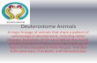 Deuterostome Animals - Dwight Public Schools Deuterostome Animals.pdf · Deuterostome Animals A major lineage of animals that share a pattern of embryological development, ... •This