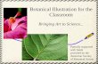 Botanical Illustration for the Classroom - Jeanne Debons and Plants PP.pdf · Botanical Illustration for the Classroom. ... • Art Instructor • Book Illustrator ... • Use tracing