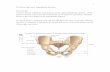 The Pelvis and Lower Appendicular Skeleton - Cabrillo Collegepdarcey/Bio 4/Fall 2011/bones2.pdf · lab you will look at the bones that constitute the pelvis and ... of the appendicular
