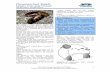 Fluvarium Fact Sheets Eastern river pearl · PDF fileThe Suncor Energy Fluvarium Fact Sheets Eastern river pearl mussel ... Fluvarium Fact Sheets Eastern river pearl mussel ... The