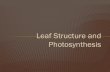 Leaf Structure and Photosynthesis - AMAZING WORLD · PDF fileLeaf Structure and Photosynthesis . ... Organized as bundles containing xylem and phloem . ... This is an adaptation mechanism