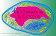 [PPT]Cell Structure & Function - PC\|MACimages.pcmac.org/SiSFiles/Schools/AL/MadisonCity... · Web viewCell Structure & Function Cell Theory All living things are made up of cells.
