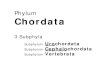 Phylum Chordata - FSUbsc2011l/F Spr 08 04 Chordata.pdf · Phylum. Chordata. 3 Subphyla. Subphylum . Uro. ... Amphibia Frogs & Salamanders. ... NUMBER OF HEART CHAMBERS. Agnatha. Chondrichthyes.
