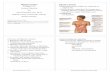 Digestive System - libvolume7.xyzlibvolume7.xyz/nursing/bsc/1styear/physiology/thedigestivesystem/... · Digestive System (Chapter 24) Lecture Materials for Amy Warenda Czura, Ph.D.