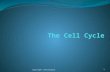 [PPT]The Cell Cyclemrspbiology.wikispaces.com/file/view/The+Cell+Cycle... · Web viewThe Cell Cycle copyright cmassengale Five Phases of the Cell Cycle G 1 - primary growth phase