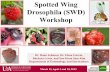 Spotted Wing Drosophila (SWD) Workshop - uaex.edu · PDF fileReport findings of project and survey at winter grower . ... 1st egg laying in fruits on May 17, ... •Sort flies on white