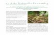 e Acta Naturalia Pannonicaepa.uz.ua/01900/01957/00005/pdf/EPA01957_e-acta2-3_2011_243-246.… · mellett egy rózsaszínű és a még ki nem nyílt, zöld‐ bimbós példányt találtam.