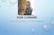 KUSH (CANNABIS - counseling online - `Home (Cannabis).pdf · Fast facts about OG Kush medicinal cannabis: Classification: Indica Dominant Optimal environment for growing: Indoors