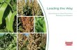 Hybrid Sorghum Seed Production, Breeding and · PDF fileHybrid Sorghum Seed Production, Breeding and Research. Richardson ... Richardson Seeds produces grain sorghum on the North ...