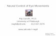 Neural Control of Eye Movements - Smith  · PDF fileNeural Control of Eye Movements Raj Gandhi, ... Optic nerve Inferior rectus . ... Sixth nerve (abducens) palsy