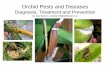 Orchid Pests and Diseases Diagnosis, Treatment and  · PDF fileOrchid Pests and Diseases Diagnosis, Treatment and Prevention by Sue Bottom, sbottom15@bellsouth.net