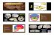 Slide 1 Skull & Mandible - University of Notre Damensfbones/SKULL.pdf1 Slide 1 Skull & Mandible Sutures Bones of the Cranium Major Landmarks of the Cranium Functions of the Cranium