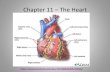 Chapter 12 – The Heart - Anatomy and Physiologyoprfhsanatomy.weebly.com/uploads/5/7/0/8/5708724/ch… ·  · 2016-02-04Conduction System of the Heart •Intrinsic conduction system:
