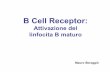 B Cell Receptor - biotec.campusnet.unito.itbiotec.campusnet.unito.it/didattica/att/d379.7355.file.pdf · B memoria Plasmacellula Selezione negativa Apoptosi Anergia Receptor editing