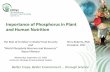 Importance of Phosphorus in Plant and Human … of Phosphorus in Plant and Human Nutrition ... International Plant Nutrition Institute ... near the critical level for crop yield, ...