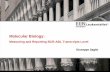 Molecular Biology - Leukemia Net · PDF fileMolecular Biology: Measuring and Reporting BCR-ABL Transcripts Level Giuseppe Saglio. ... E. Beillard et al. EAC group, Leukemia 2003 ABL