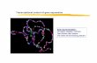 Transcriptional control of gene expression - …genome.tugraz.at/MolecularBiology/WS11_Chapter_7and… ·  · 2015-01-26Transcriptional control of gene expression ... -Modification