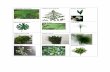 Asparagus plumosa Leather leaf regular Green Aspidistra · PDF file · 2017-08-23Leather leaf regular Green Aspidistra Monstera medium Sword fern Lily grass Salal (lemon leaf) Israeli