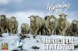 2015 - National Agricultural Statistics Service Agricultural Statistics 2015 1 . 2 Wyoming Agricultural Statistics 2015 T ... Livestock and Meat Marketing Program assists producers