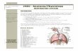 2402 : Anatomy/Physiology - IWS.COLLIN.EDUiws.collin.edu/cdoumen/2402/2402/4_Resp/2402Resp1.pdf2402 : Anatomy/Physiology Page 2 of 6 Functional Anatomy Respiratory system consists