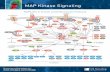 MAPK/Erk in Growth and Differentiation Pathway Kinase Signaling.pdf · o patwa ke an ackgon please isit Histone H3 CREB SRF PPARγ ER Elk-1 Stat1/3 c-Myc/ N-Myc MSK1/2 p90RSK p90RSK