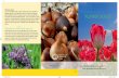 Flower bulbs in pots and containers - Aviflora FKCV_E.pdf · Flower bulbs in pots and containers Patios and balconies are increasingly being seen as an extension of the living room.
