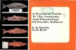 A Practical Guide to the Anatomy and Physiology of Pacific ... · PDF fileA Practical Guide To The Anatomy 0 ... A practical guide to the anatomy and physiology of Pacific ... discussion