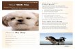 Shih Tzus: What a Unique Breed! - Pet Health - AskMyVet · PDF fileShih Tzus: What a Unique Breed! Your dog is special! She’s your best friend and companion and a source of unconditional