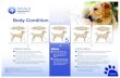 Body Condition Score - wsava.org condition score chart dogs.pdf · wsava.org Body Condition Score OVER IDEAL Ribs palpable with slight excess fat covering. Waist is discernible viewed