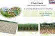 Cassava - apecrfl.tier.org.twapecrfl.tier.org.tw/docs/106_WONGTIEM.pdf · Cassava cultivating areas (million rais)1 6.69 7.33 7.40 8.29 7.30 ... - Pesticides. - Low interest loans.