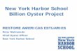 New York Harbor School Billion Oyster  · PDF fileNew York Harbor School Billion Oyster Project . Public Access Eelgrass ... NYC” – Measurable, tangible ... •Aquaculture
