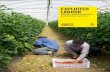 ExploitEd labour - Amnesty International USA · PDF fileExploited labour Migrant workers in Italy’s agricultural sector 5 GLOSSARY “Labour exploitation”: in this paper, the notion