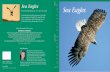 SEA EAGLE h S s Sea Eagles - Home | Scottish Natural … scottish/Sea... · Sea Eagles naturally scottish n a t u r a l l y s c o t t i s h ... 10, 17; John Love 4; Claire Hewitt