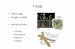Mycology Single celled Multicellular - SUNYfaculty.fmcc.suny.edu/freeman/webpages/micro/slides/fungi.pdf · Haploid organisms +Gamete @ —Gamete PLASMOGAMY (cytoplasm fuses) Dikaryotic