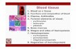 Connective Tissue 3 Blood - nikolai.lazarov.pronikolai.lazarov.pro/.../histology/04_Connective_Tissue_3_Blood.pdf · 6.Stages and sites of hemopoiesis ... beginof leukopoiesis lymphocyte