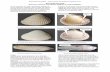 Sea shell survival - Earth Learning Idea - 1 Sea shell survival How are common sea shells adapted to their habitats? Living creatures are often beautifully adapted to live in particular