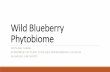 Wild Blueberry Phytobiome Wild Blueberry Phytobiome ... Alphaproteobacteria 13% Verrucomicrobia 5% Deltaproteobacteria 5% 23% Fungi ... (PGPM) 0 5 10 15 20 No inoculation B67 Rm1021
