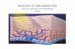 BIOLOGY OF MELANOCYTES - · PDF file¾Regulation of Melanocyte function ... In contrast to interfollicular melanocytes, the follicular melanin unit undergoes cyclic modifications