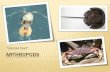 “Jointed Feet” ARTHROPODS - Aquatic Sciencecyfairaquatics.weebly.com/uploads/2/2/9/5/22953618/arthropoda_not… · GENERAL CHARACTERISTICS Arthropods are the most SUCCESSFUL animals